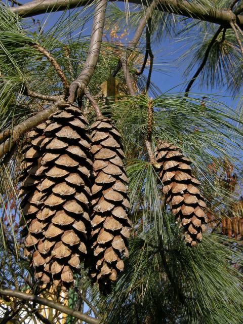 Borovice himalájská (Pinus griffithii Mc Clelland)