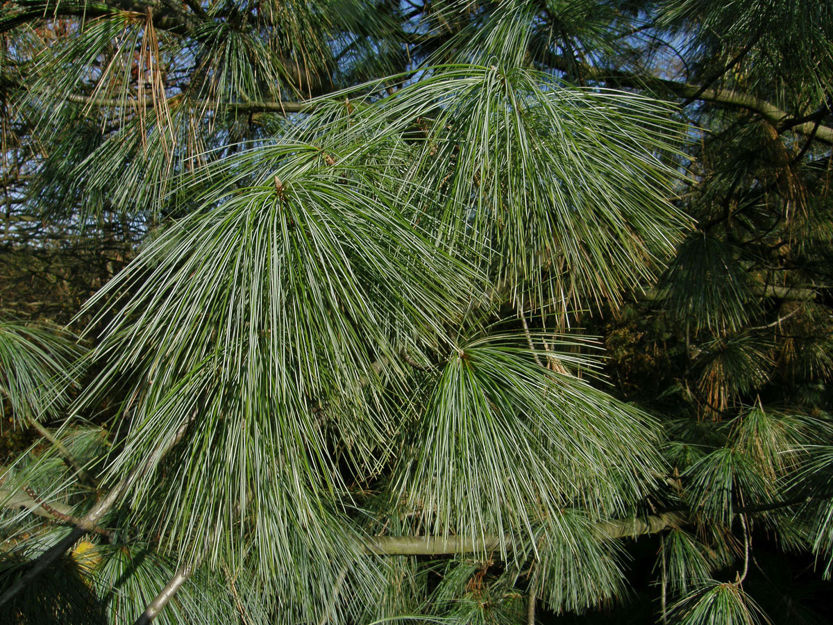 Borovice himalájská (Pinus griffithii Mc Clelland)