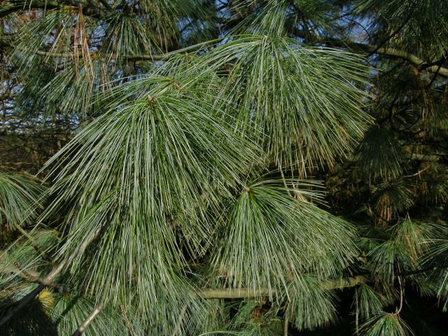 Borovice himalájská (Pinus griffithii Mc Clelland)