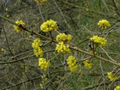 Dřín, Svída (Cornus L.)