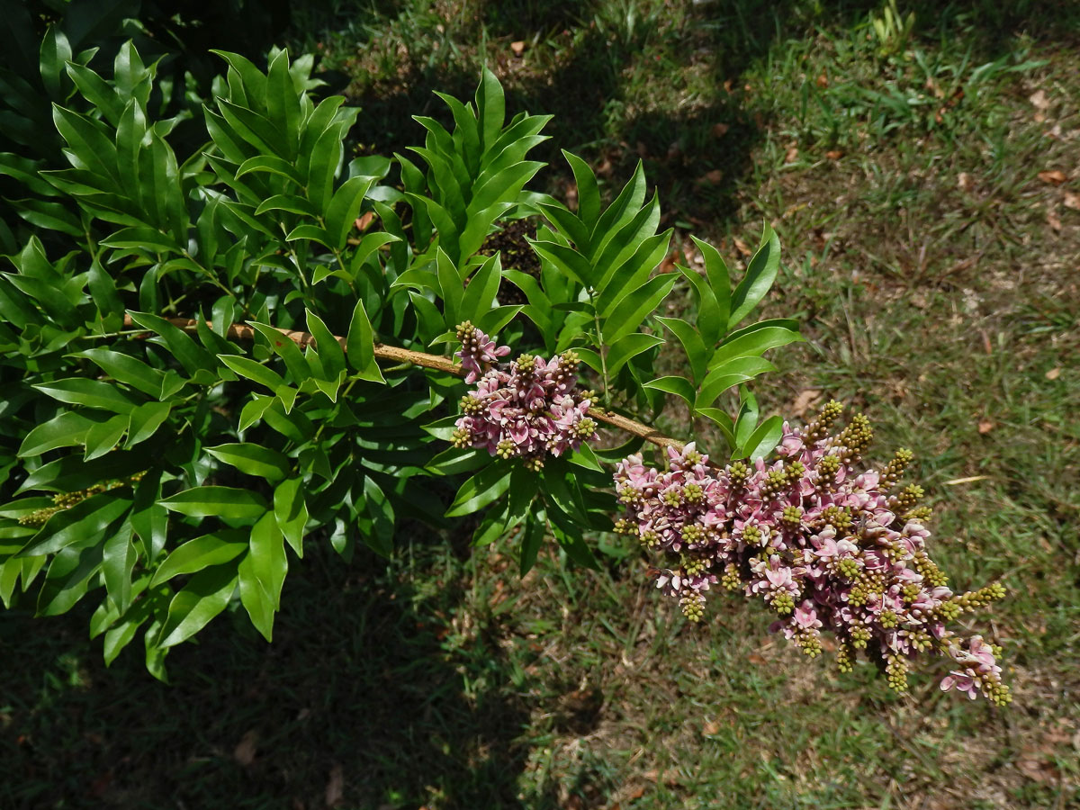 Andira inermis (W. Wright) Kunth ex DC.