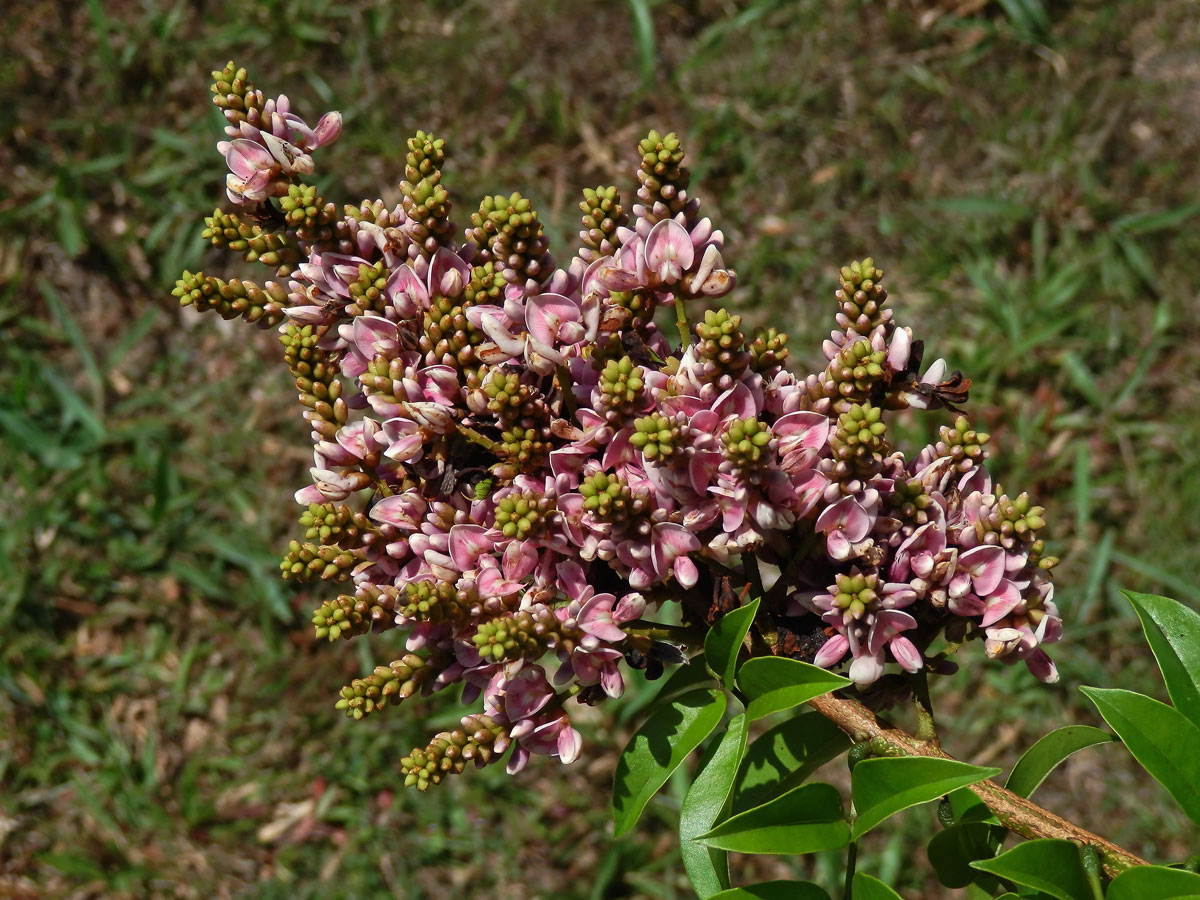 Andira inermis (W. Wright) Kunth ex DC.