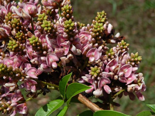 Andira inermis (W. Wright) Kunth ex DC.