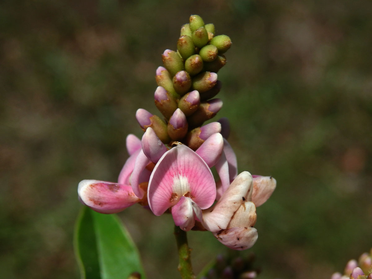 Andira inermis (W. Wright) Kunth ex DC.