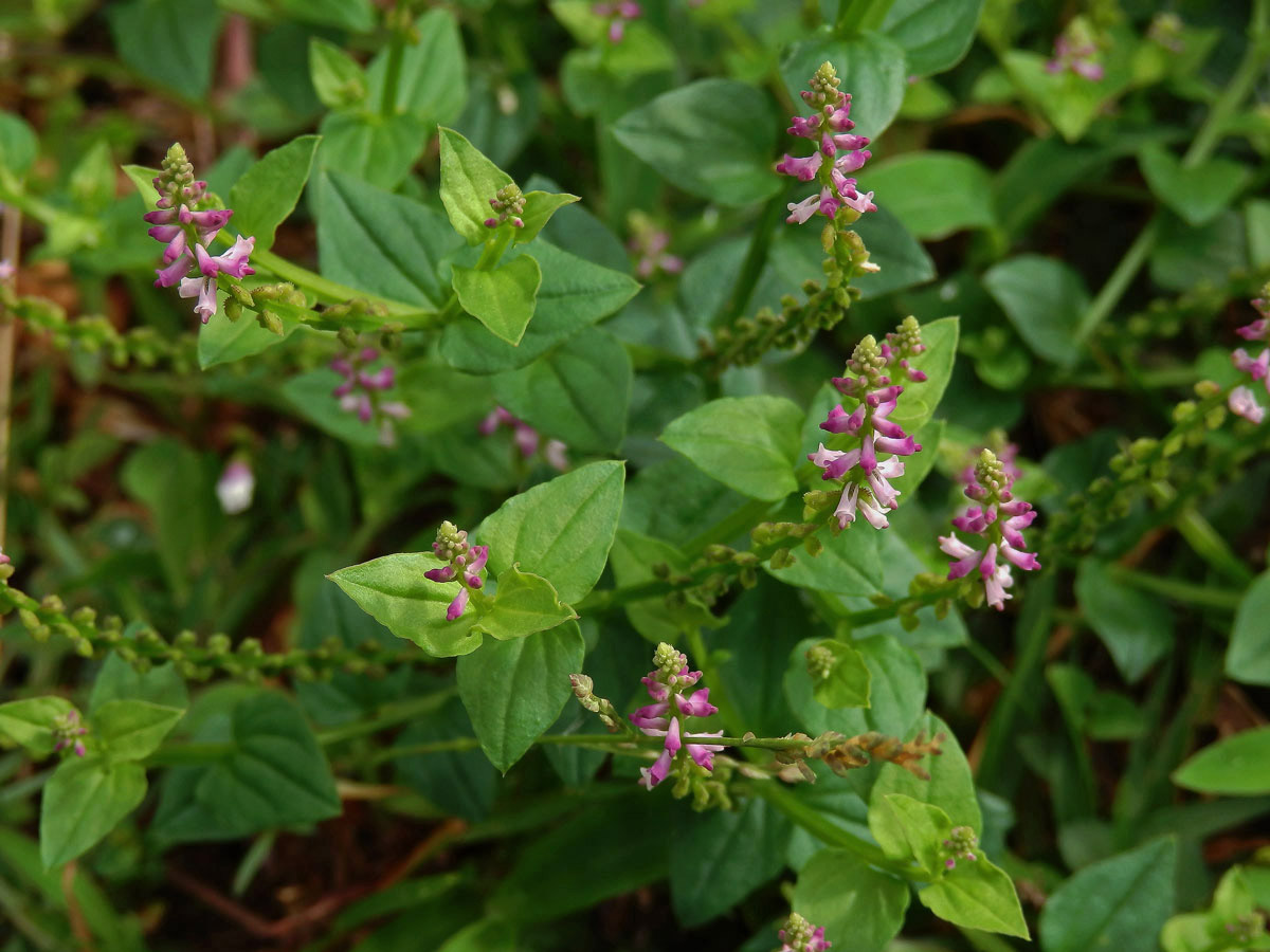 Salomonia cantoniensis Lour.