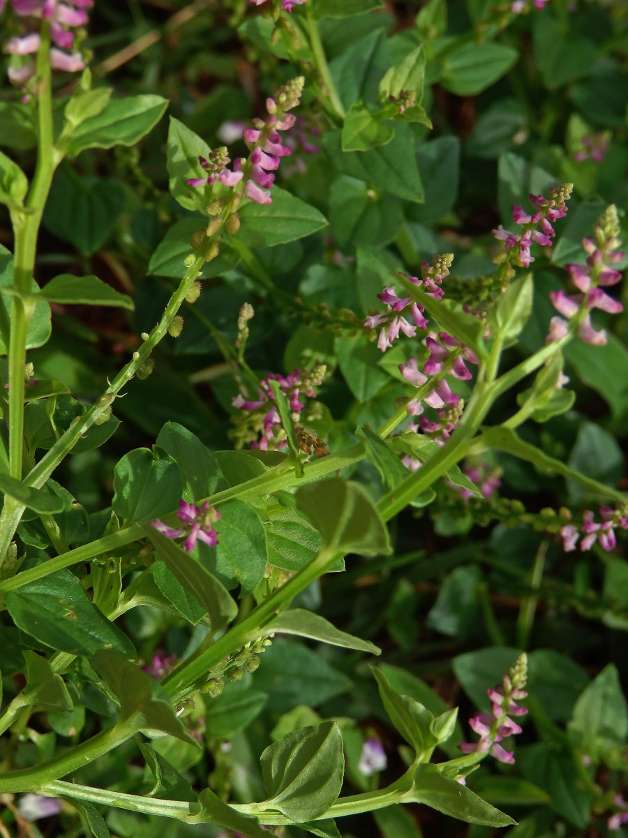 Salomonia cantoniensis Lour.