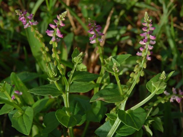 Salomonia cantoniensis Lour.