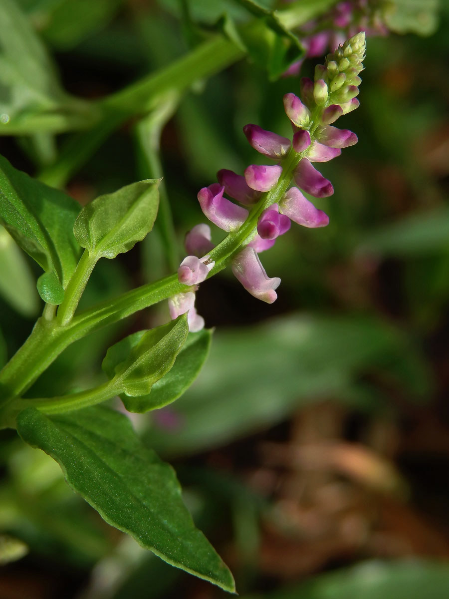 Salomonia cantoniensis Lour.