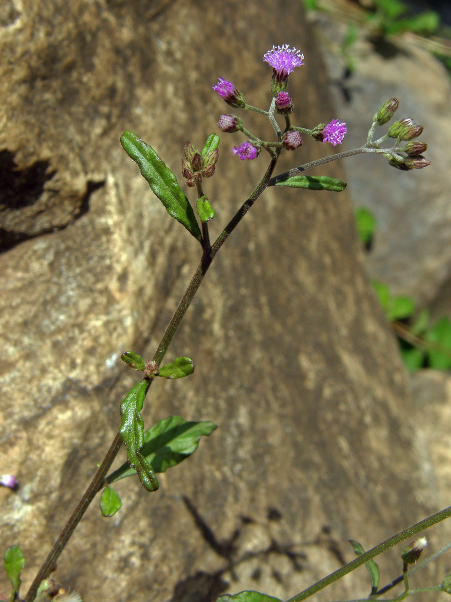 Cyanthillium cinereum (L.) H. E. Robins.