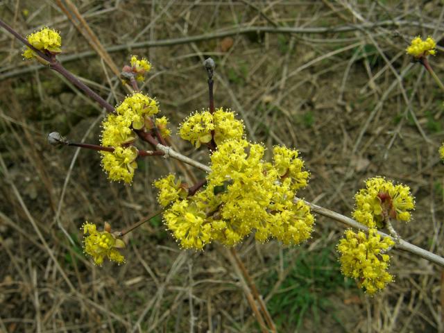 Dřín jarní (Cornus mas L.)