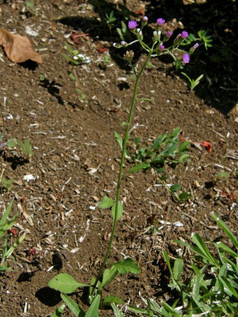 Cyanthillium cinereum (L.) H. E. Robins.