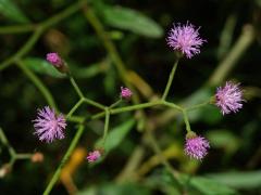 Cyanthillium cinereum (L.) H. E. Robins.