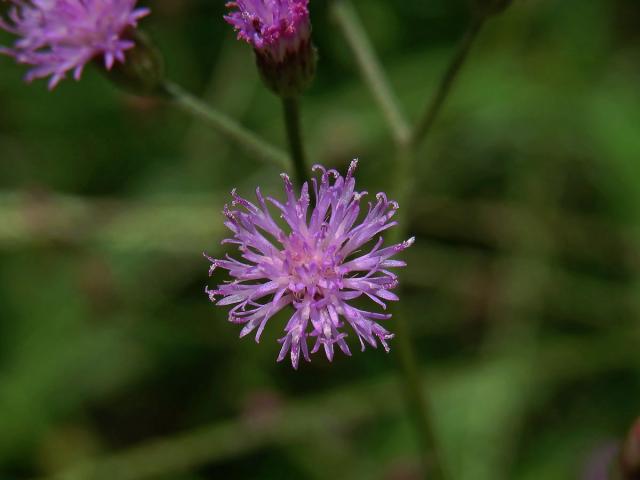 Cyanthillium cinereum (L.) H. E. Robins.