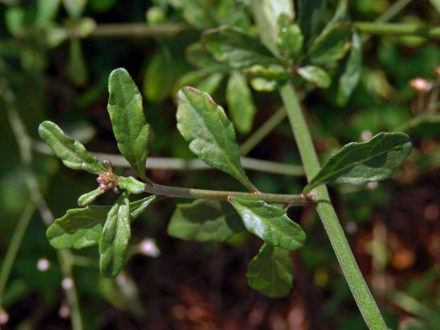 Cyanthillium cinereum (L.) H. E. Robins.