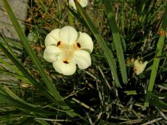 Dietes bicolor Sweet ex G. Don