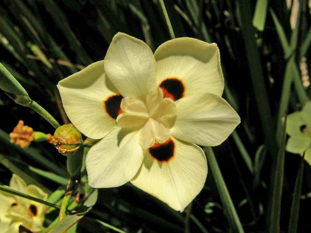 Dietes bicolor Sweet ex G. Don