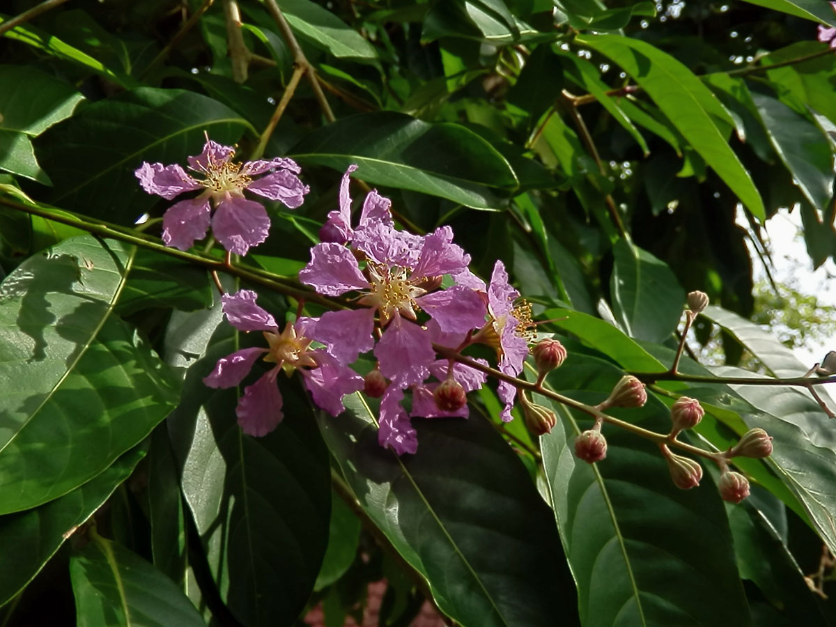 Lagerstroemia speciosa (L.) Pers.