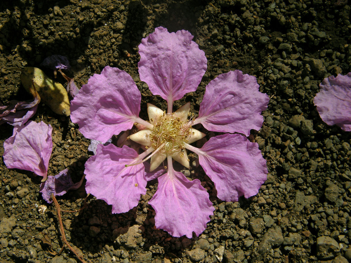 Lagerstroemia speciosa (L.) Pers.