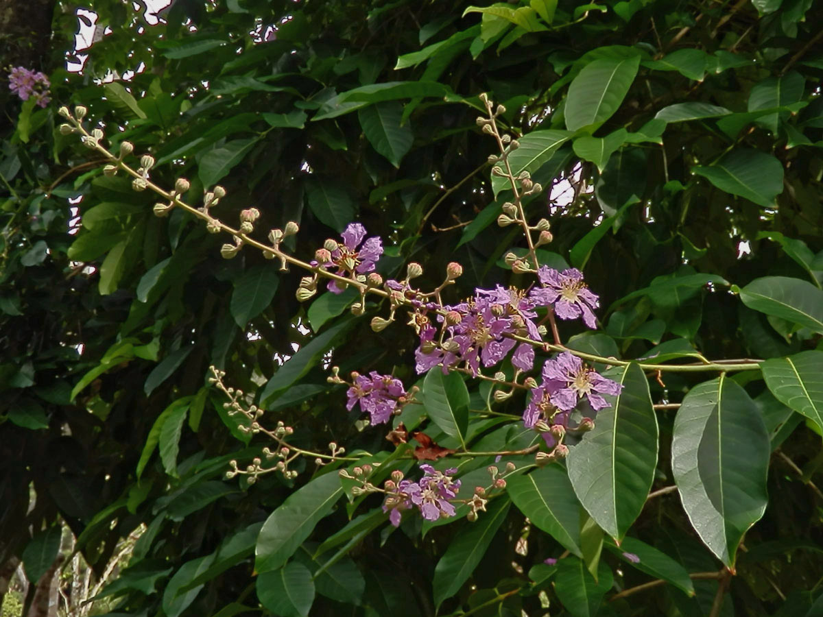 Lagerstroemia speciosa (L.) Pers.