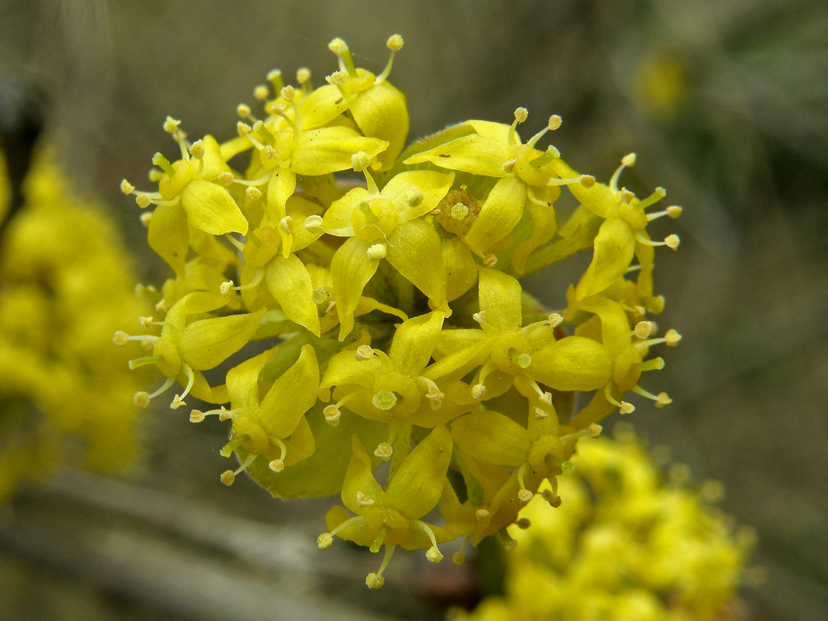 Dřín jarní (Cornus mas L.)