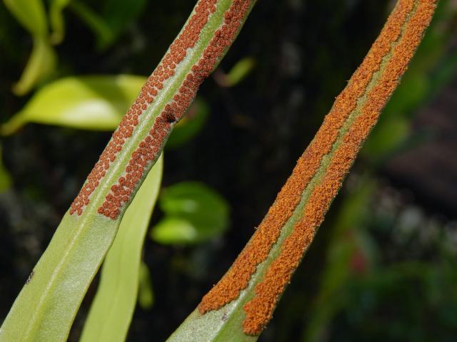 Pyrrosia lanceolata (L.) Farw.