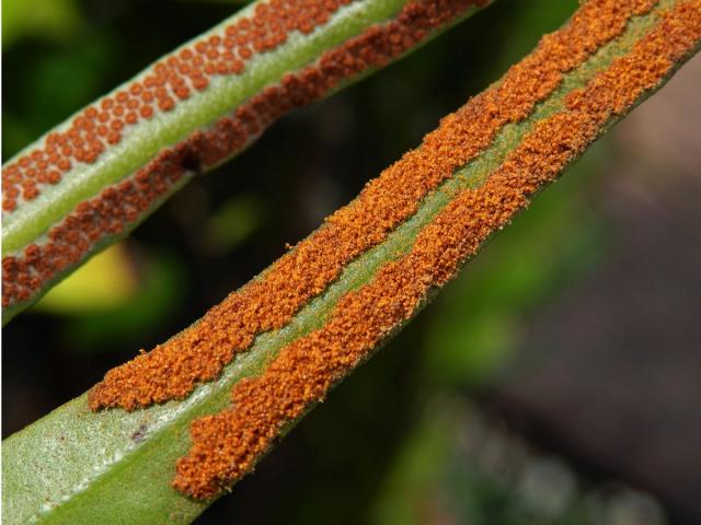 Pyrrosia lanceolata (L.) Farw.