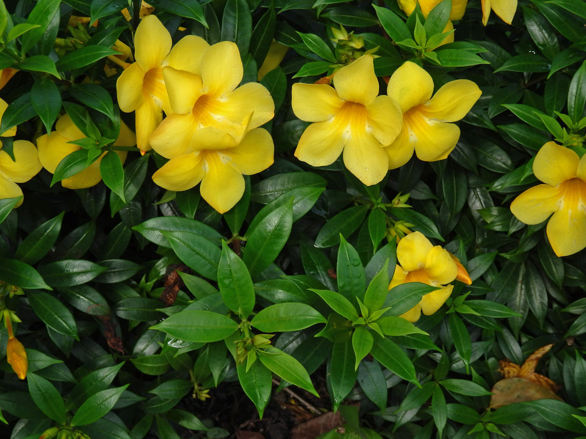 Alamanda počistivá (Allamanda catharica L.)