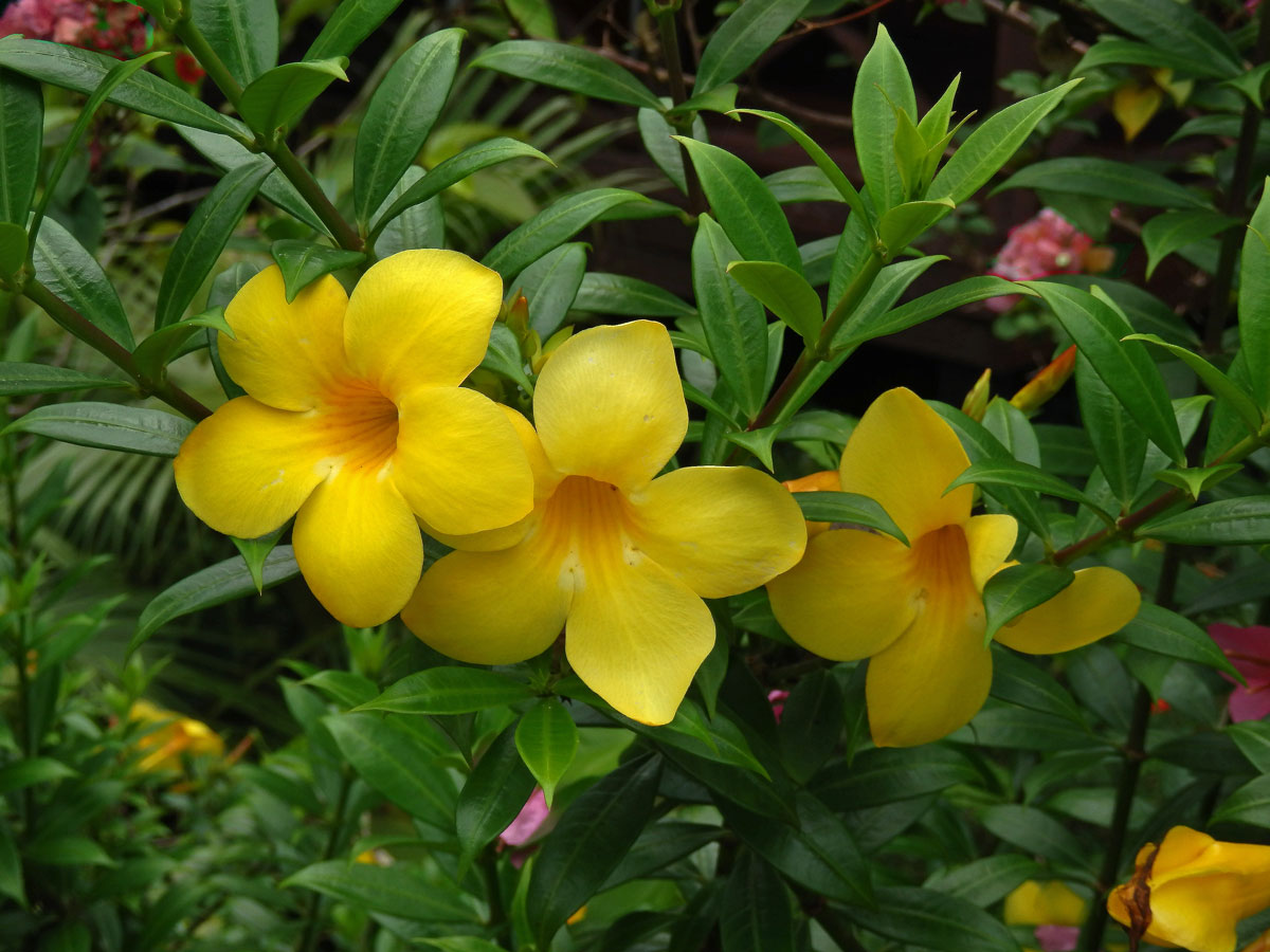 Alamanda počistivá (Allamanda catharica L.)