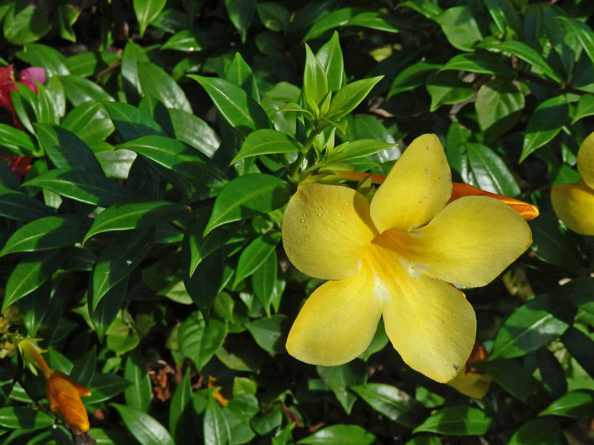 Alamanda počistivá (Allamanda catharica L.)