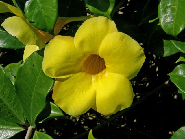 Alamanda počistivá (Allamanda catharica L.)