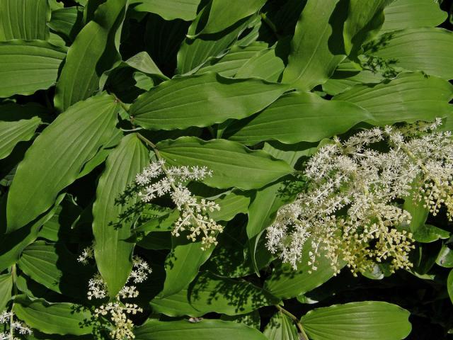 Pstroček (Maianthemum racemosum (L.) Link)