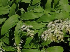 Pstroček (Maianthemum racemosum (L.) Link)   