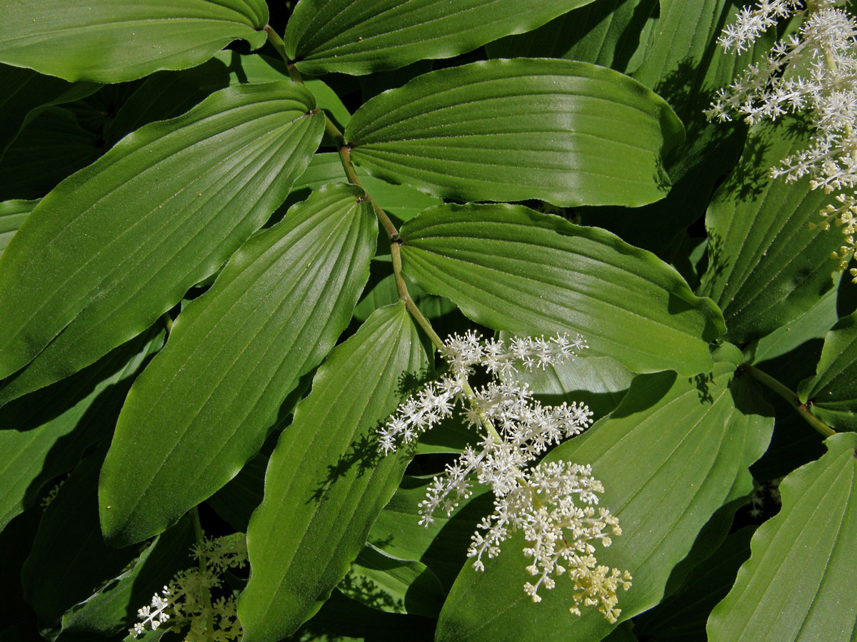 Pstroček (Maianthemum racemosum (L.) Link)