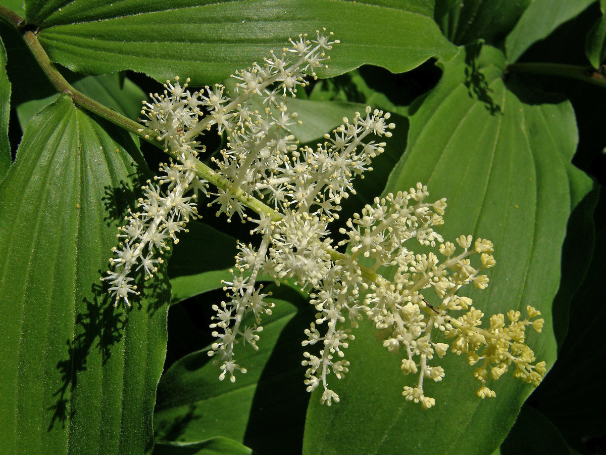 Pstroček (Maianthemum racemosum (L.) Link)