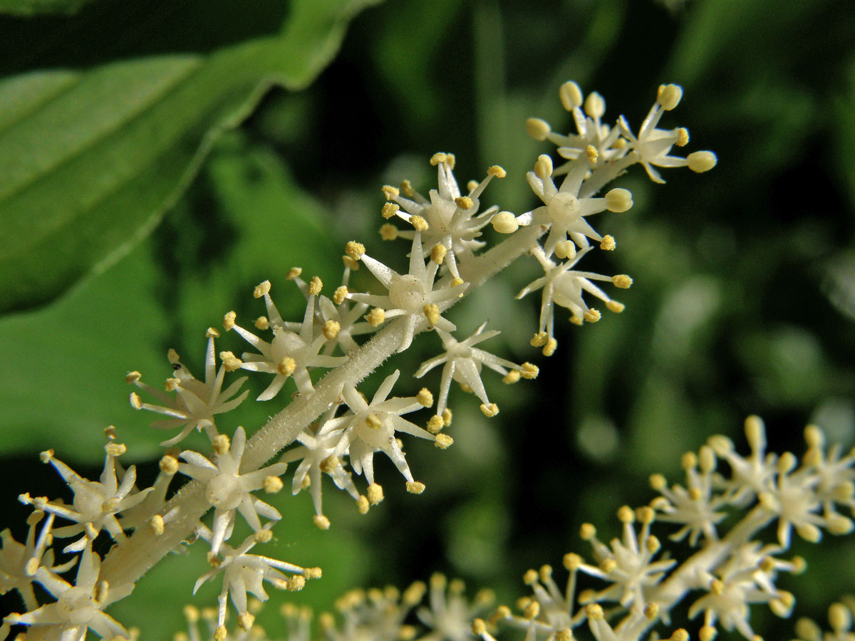 Pstroček (Maianthemum racemosum (L.) Link)