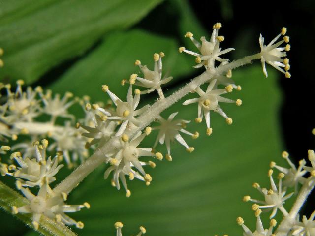 Pstroček (Maianthemum racemosum (L.) Link)