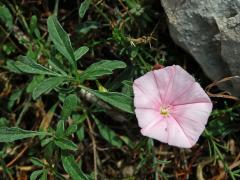 Svlačec (Convolvulus cantabrica L.)