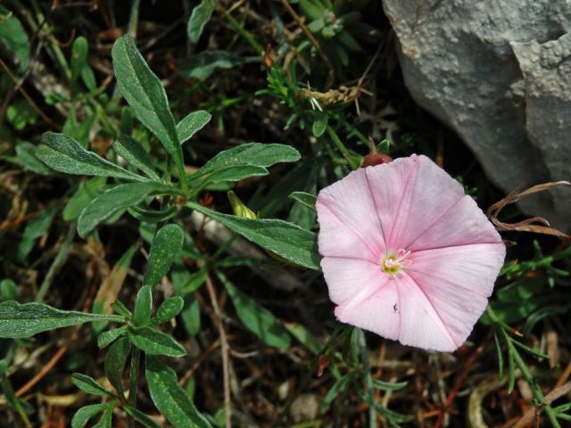 Svlačec (Convolvulus cantabrica L.)