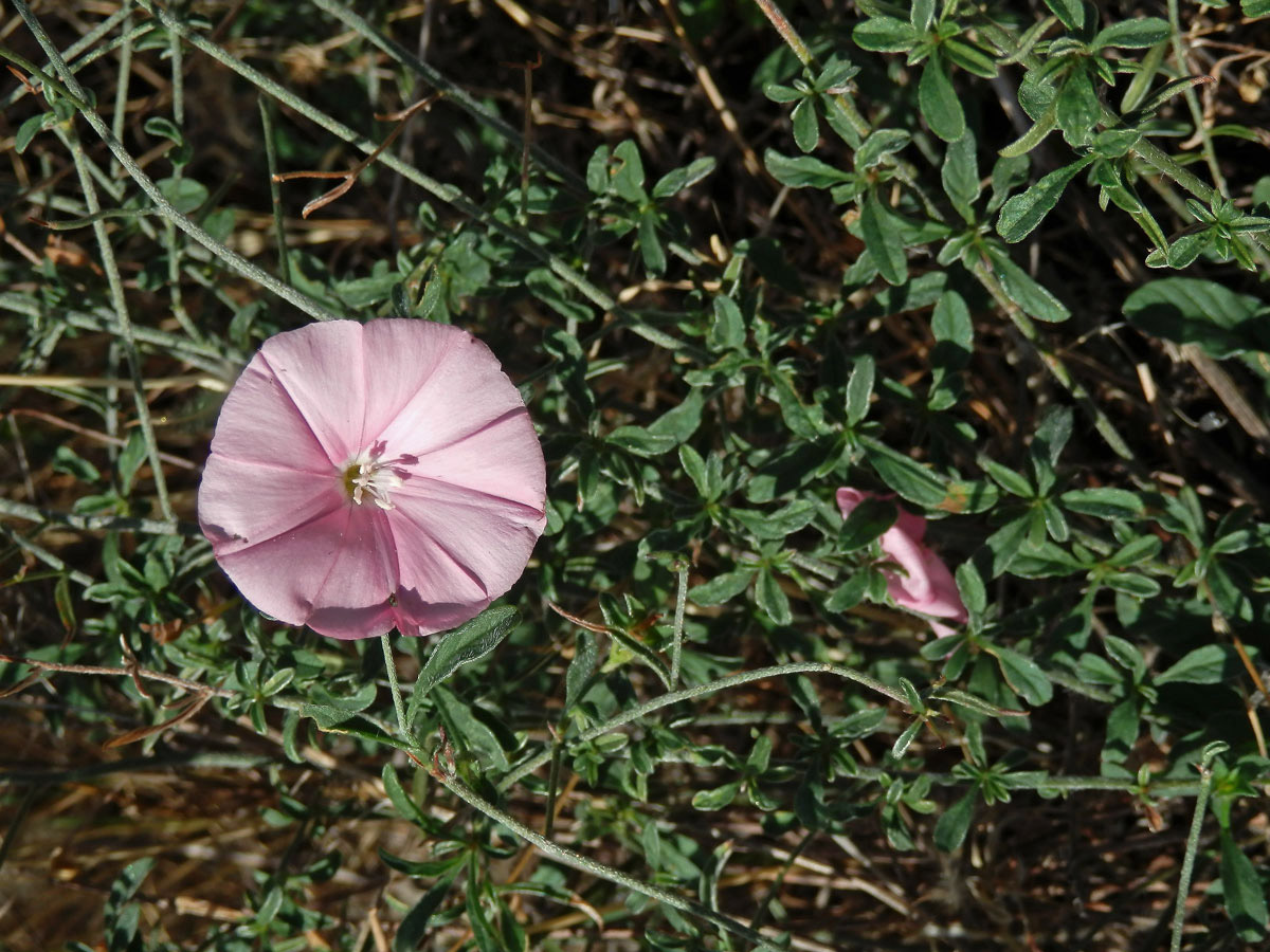 Svlačec (Convolvulus cantabrica L.)