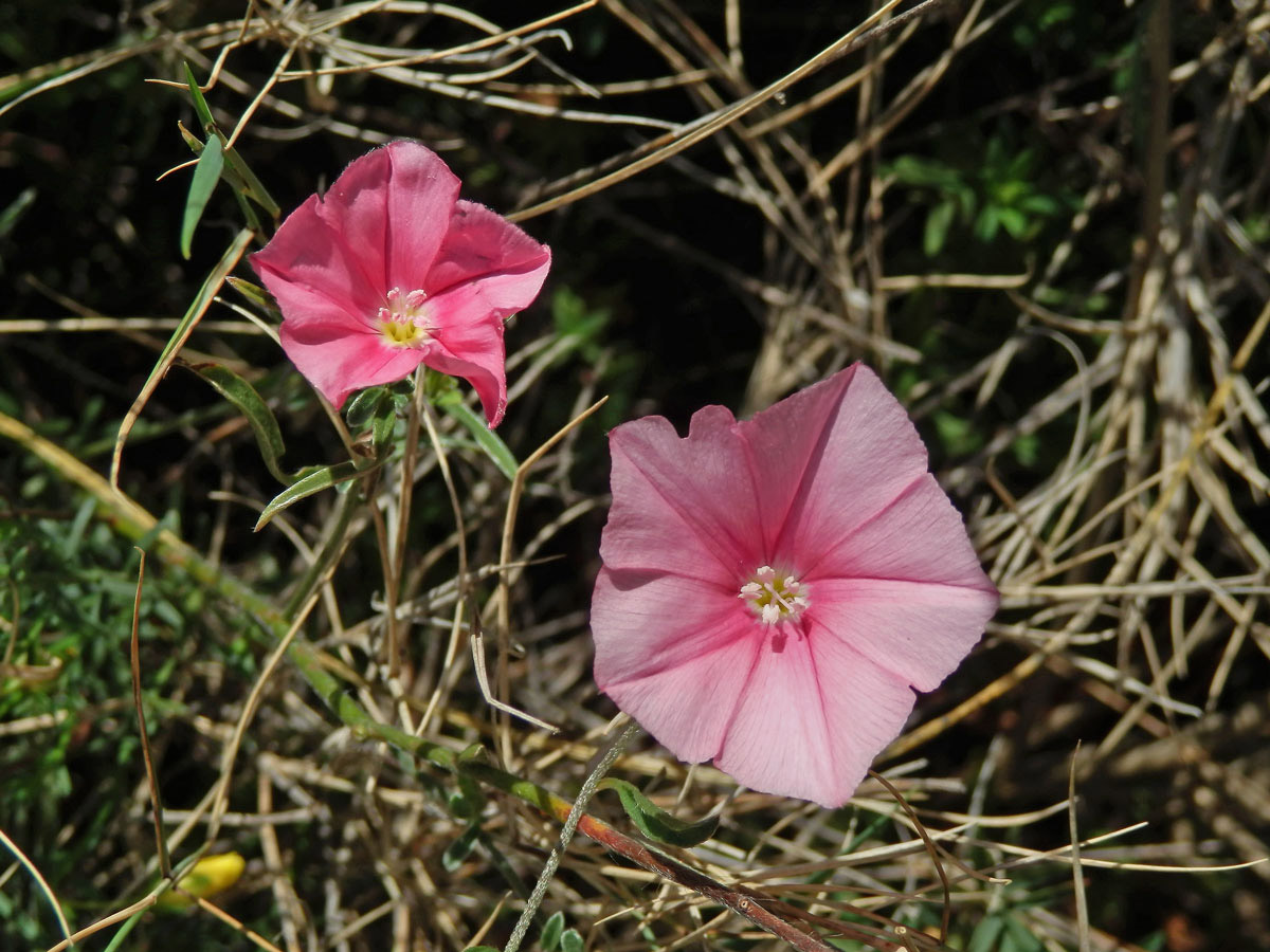 Svlačec (Convolvulus cantabrica L.)