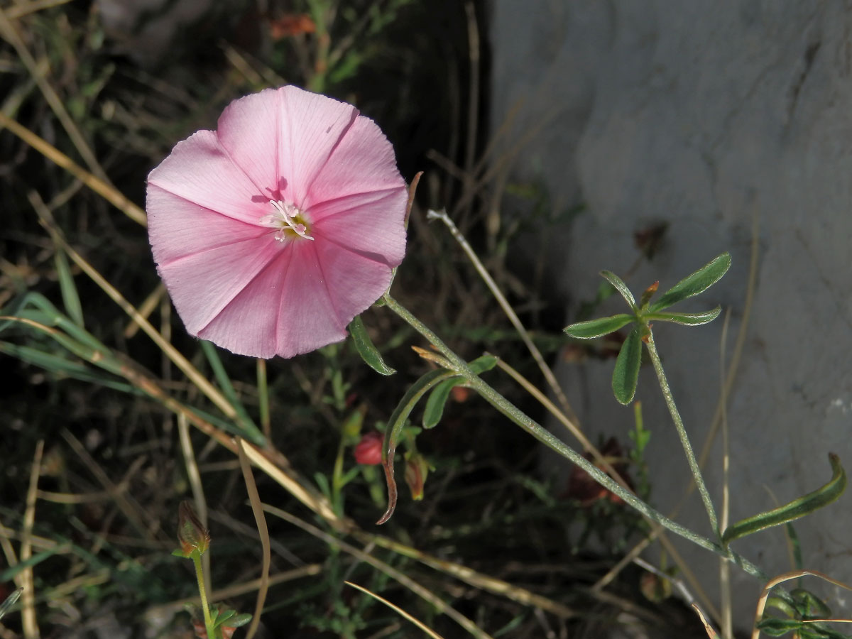 Svlačec (Convolvulus cantabrica L.)