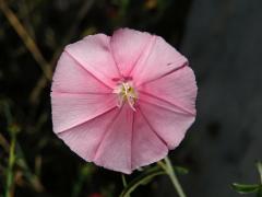 Svlačec (Convolvulus cantabrica L.)