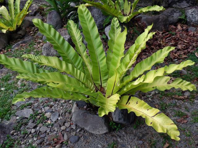 Sleziník hnízdnatý (Asplenium nidus L.)