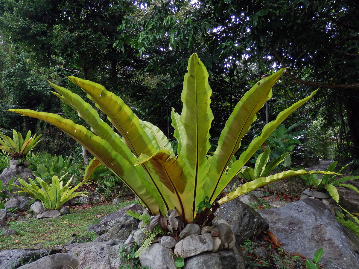 Sleziník hnízdnatý (Asplenium nidus L.)