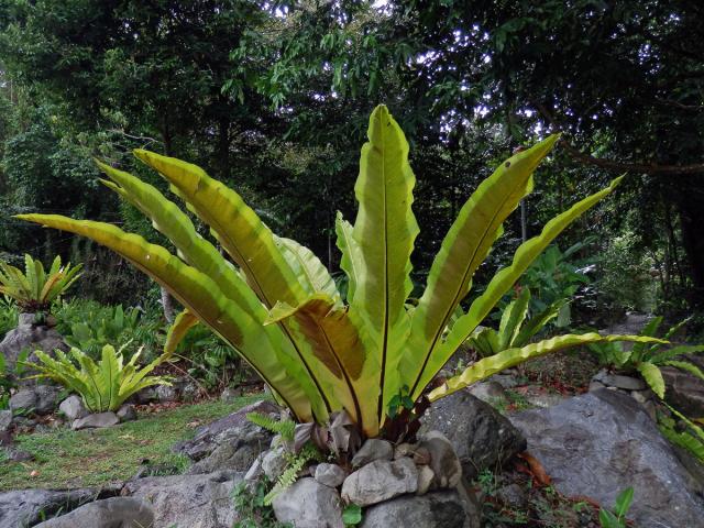 Sleziník hnízdnatý (Asplenium nidus L.)