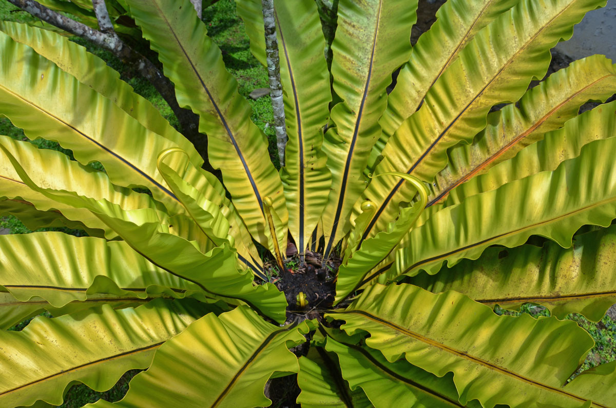 Sleziník hnízdnatý (Asplenium nidus L.)