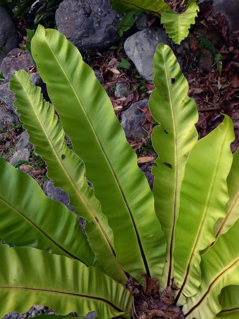 Sleziník hnízdnatý (Asplenium nidus L.)