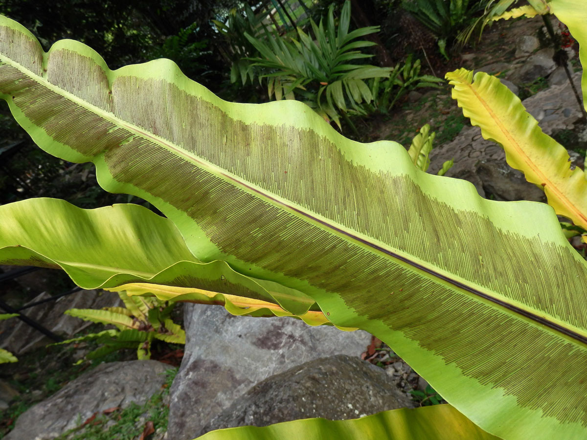 Sleziník hnízdnatý (Asplenium nidus L.)