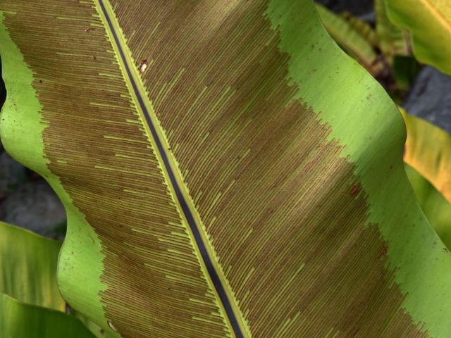 Sleziník hnízdnatý (Asplenium nidus L.)