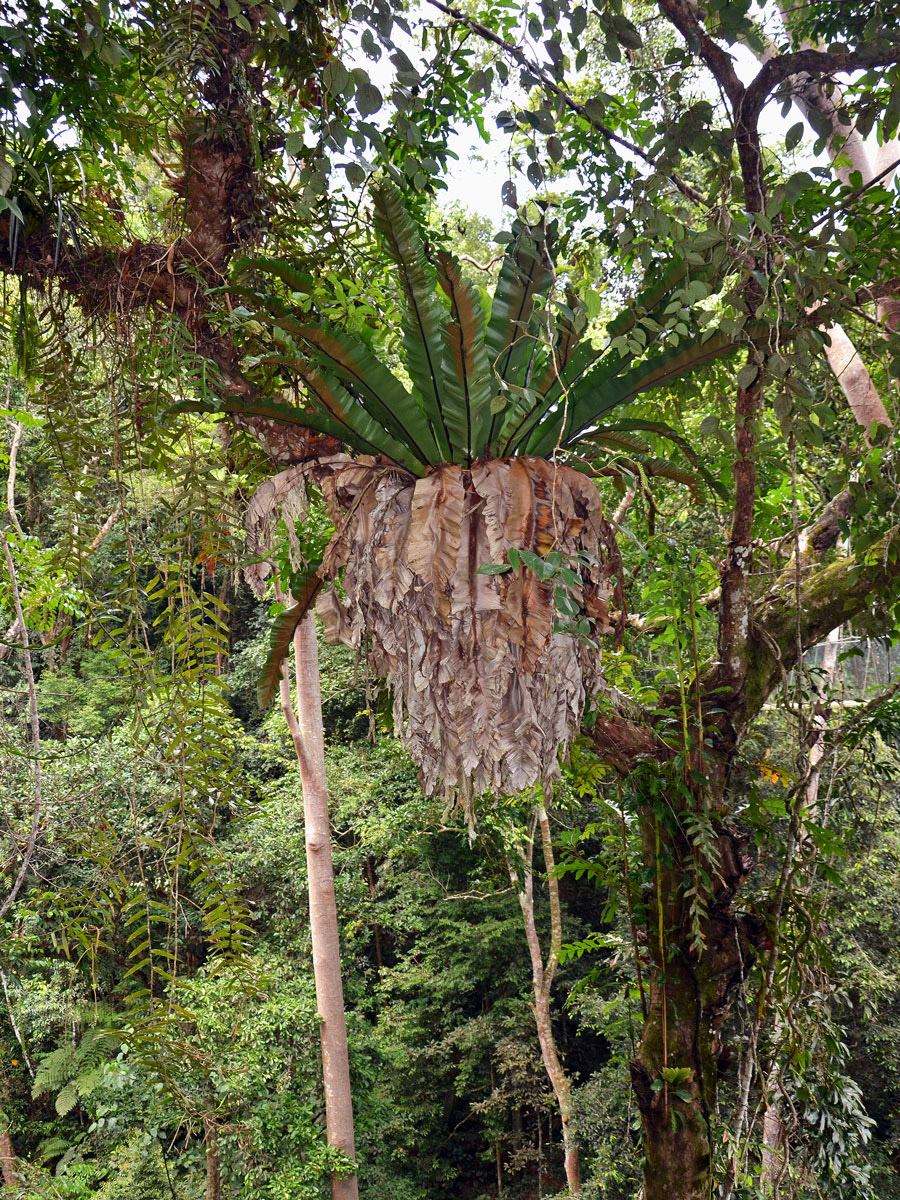 Sleziník hnízdnatý (Asplenium nidus L.)